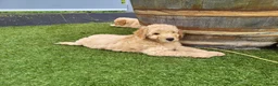 Labradoodle honden te koop: Labradoodle pups te koop! - Advertentie 13