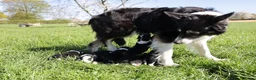 Border Collie honden te koop: Pups bordercollie - Advertentie 2