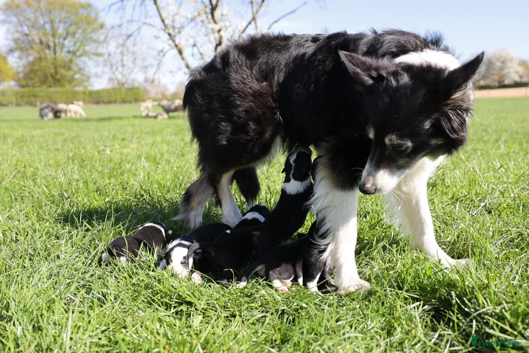 Border Collie honden te koop: Pups bordercollie - Advertentie 2