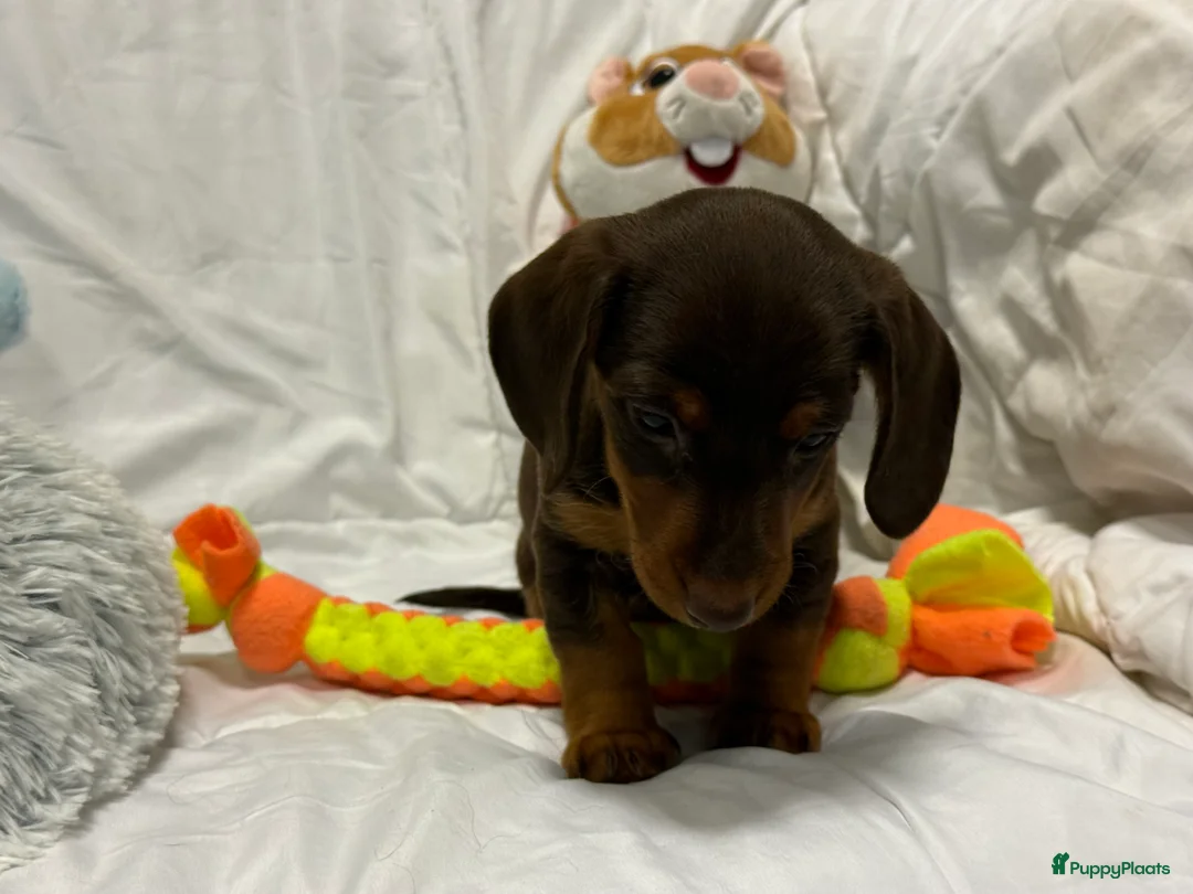 Teckel (korthaar)  honden te koop: Dwerg teckel pups  - Advertentie 14