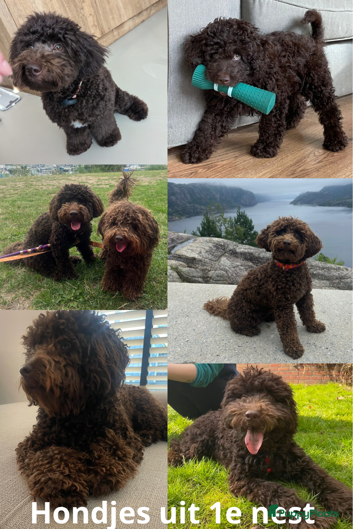 Kruising honden Toy poedel x mini (dwerg) poedel pups choco bruin - Advertentie 11