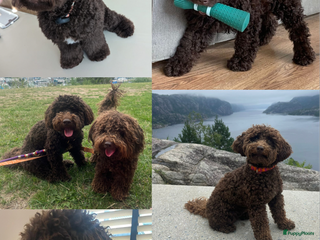 Kruising honden Toy poedel x mini (dwerg) poedel pups choco bruin - Advertentie 3