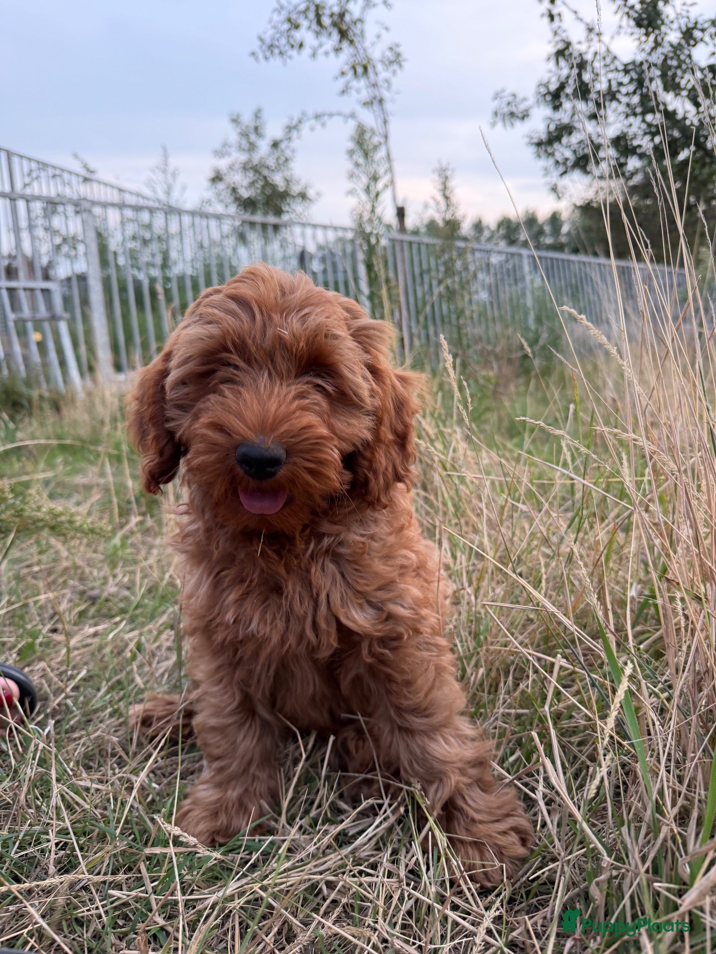 Labradoodle honden Mooie mini Labradoodle pups! - Advertentie 10