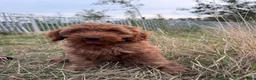 Labradoodle honden te koop: Mooie mini Labradoodle pups! - Advertentie 1
