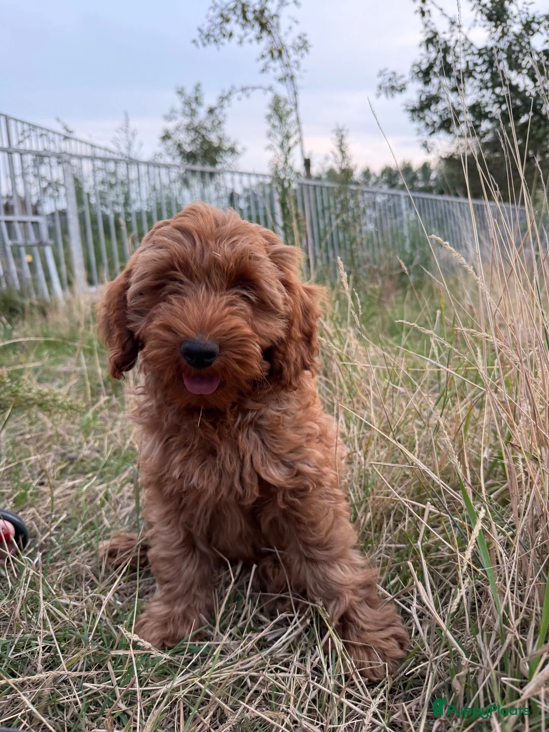 Labradoodle honden te koop: Mooie mini Labradoodle pups! - Advertentie 1