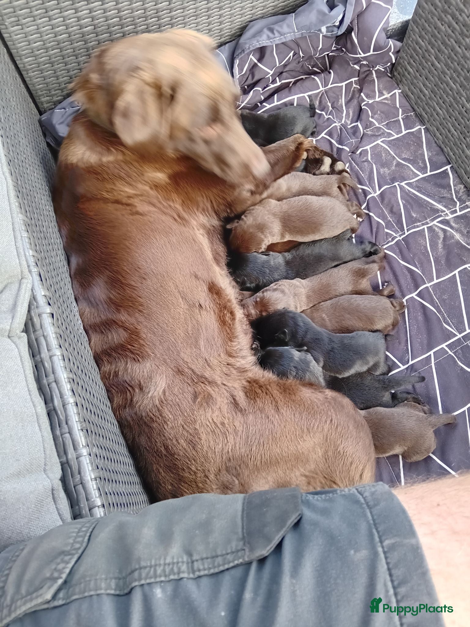 Kruising honden labrador x bordercollie pups - Advertentie 1