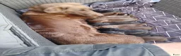 Kruising honden te koop: labrador x bordercollie pups - Advertentie 1