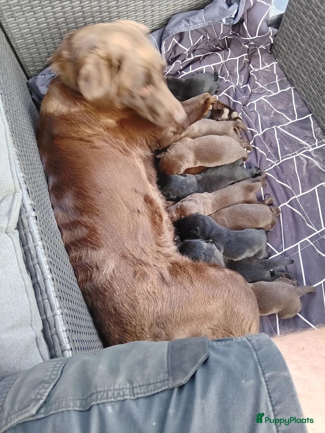 Kruising honden te koop: labrador x bordercollie pups - Advertentie 1