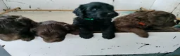 Labradoodle honden te koop: Super lieve sociale labradoodle pups, mini/medium  - Advertentie 9