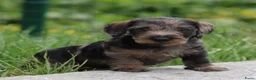 Ruwhaar Teckel honden te koop: Teckel pups ruwhaar - Advertentie 17
