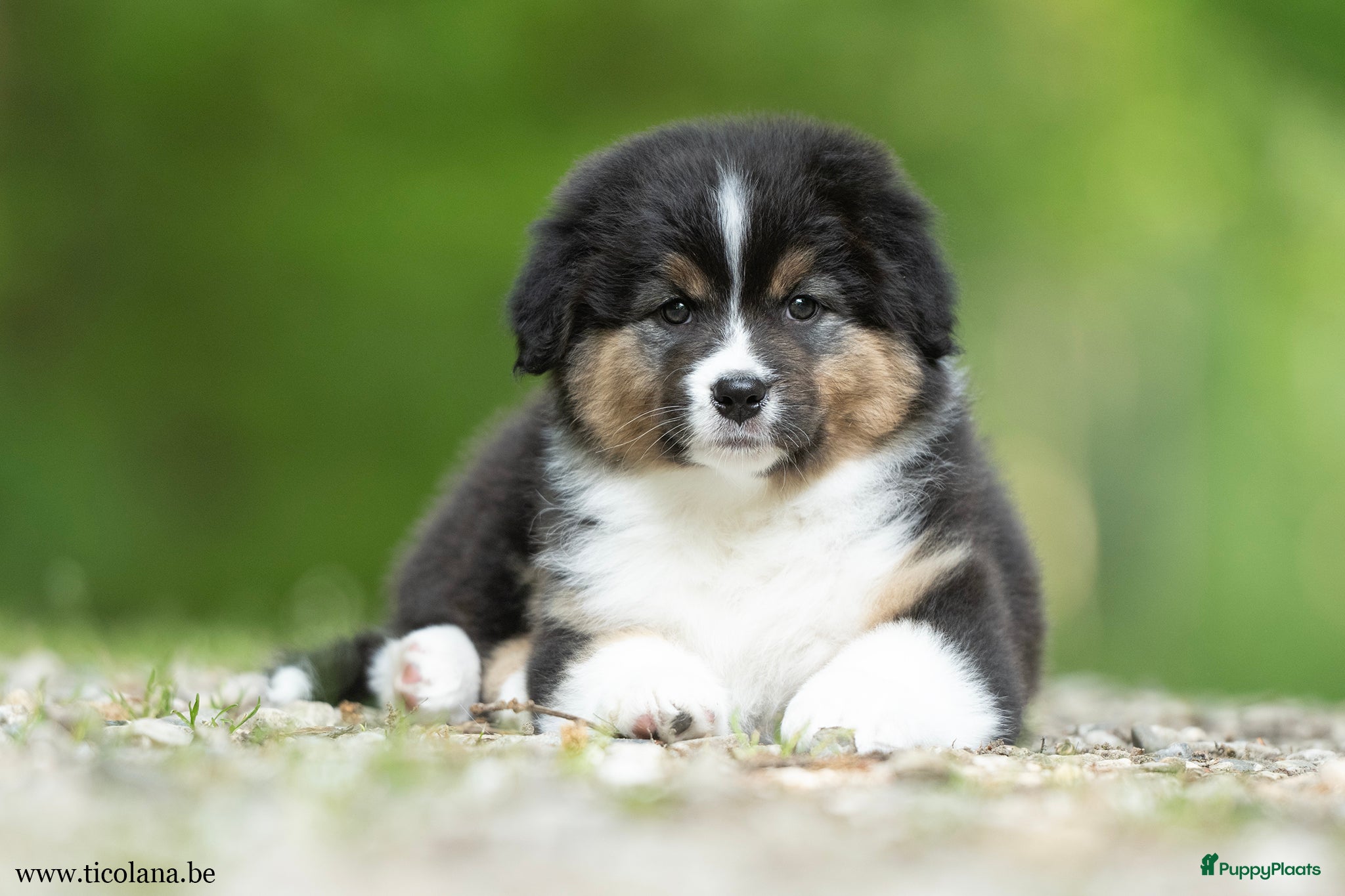 Australian Shepherd honden Australian shepherd pups - Advertentie 1