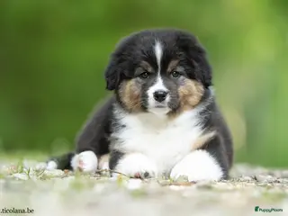 Australian Shepherd honden Australian shepherd pups - Advertentie 6