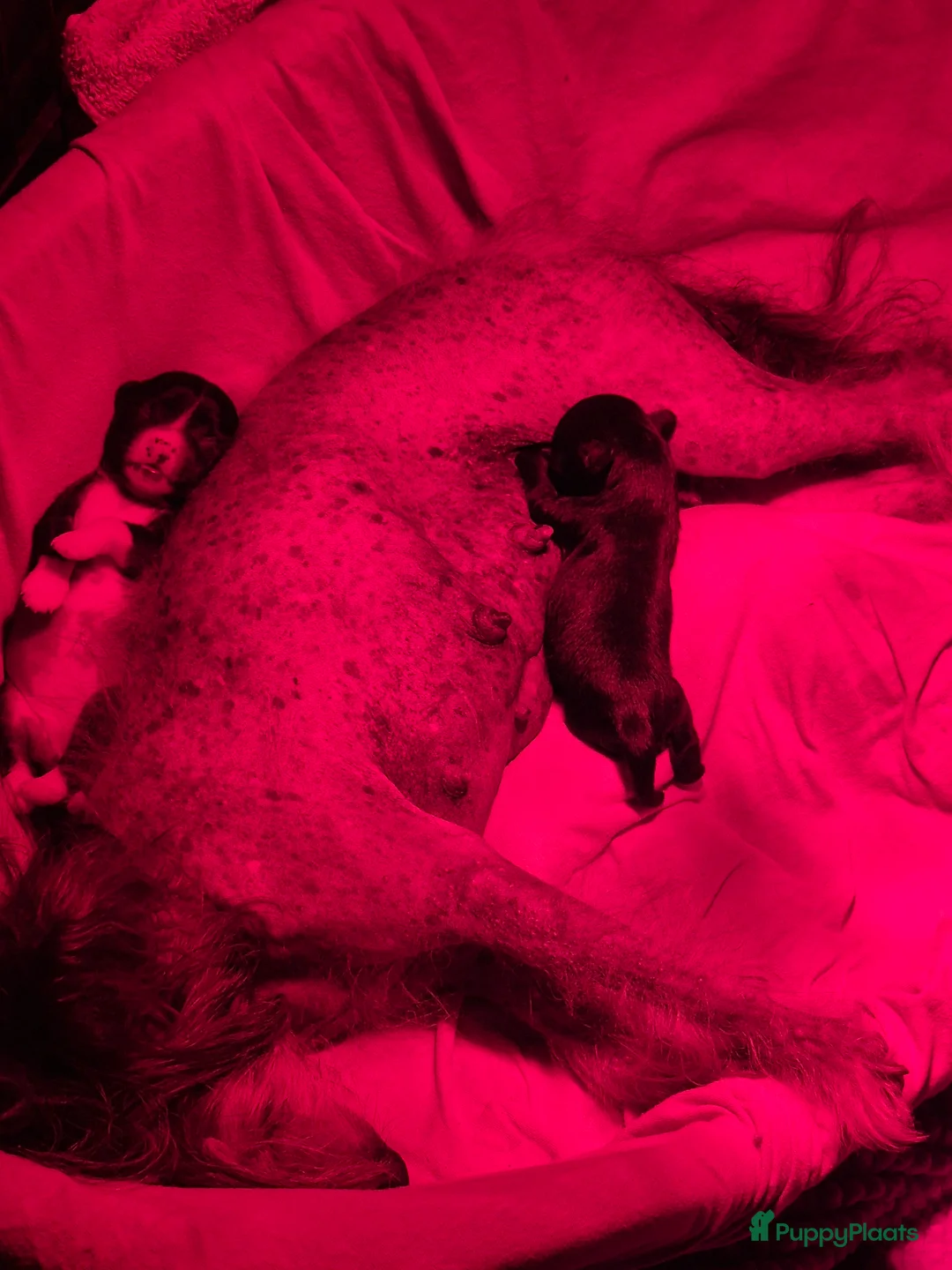 Chinese Naakthond honden te koop: Zwart powderpuff teefje pup - Advertentie 5