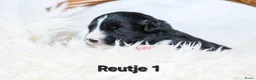 Welsh Corgi Cardigan honden te koop: Cardigan Welsh Corgi pups - Advertentie 11