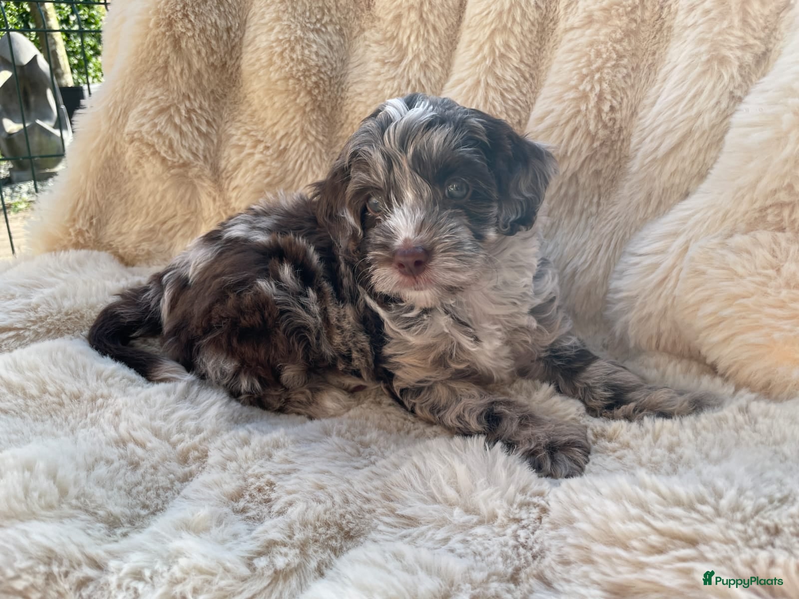 Labradoodle honden Nog 3 prachtige Labradoodle puppy’s beschikbaar - Advertentie 3