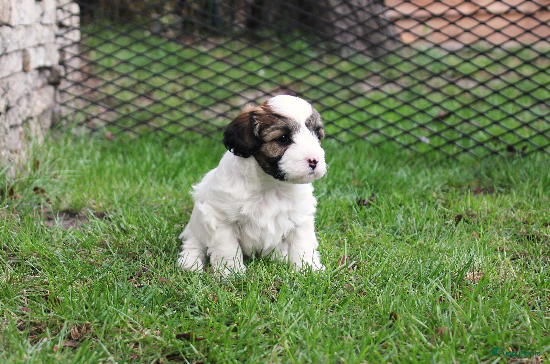 Kruising honden mooie Cava/Malti-Poo pups  - Advertentie 2