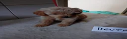 Labradoodle honden te koop: labradoodles puppy,s - Advertentie 6