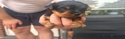Yorkshire Terriër honden te koop: Yorkshire terriër-puppy’s  - Advertentie 10