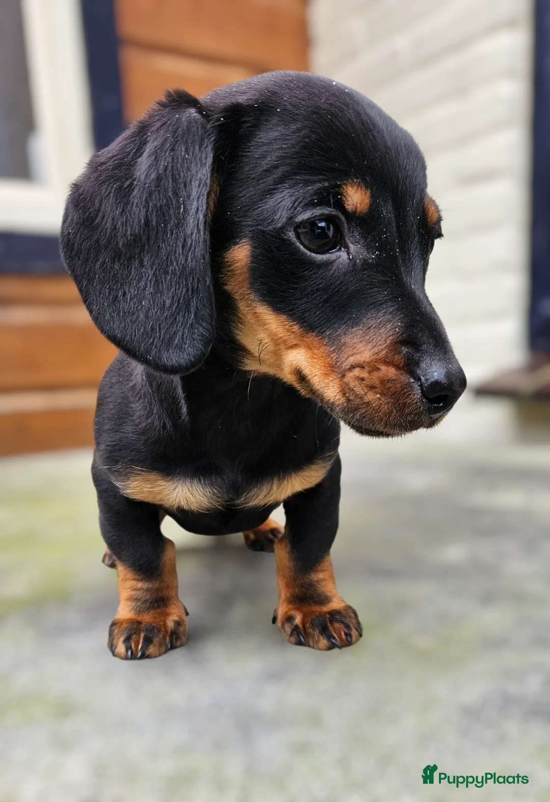 Teckel (korthaar)  honden te koop: Will you be my valentine 💙💙 - Advertentie 2