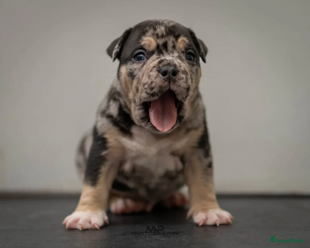 Amerikaanse Bully honden te koop: American Bully pocket pup verwacht  - Advertentie 15