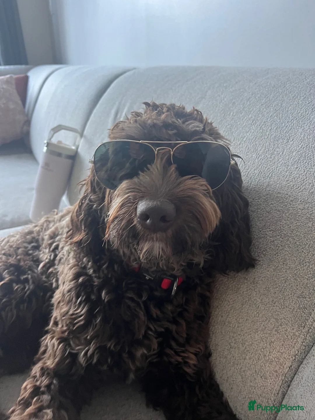 Kruising honden te koop: Het is bijna zover!  - Advertentie 13