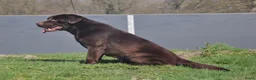 Labrador Retriever honden te koop: Prachtige bruine Labrador pups te koop  - Advertentie 7