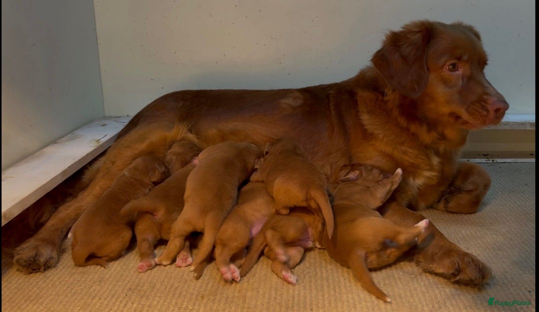 Nova Scotia Duck Tolling Retriever honden te koop: Toller pups met stamboom te koop  - Advertentie 2