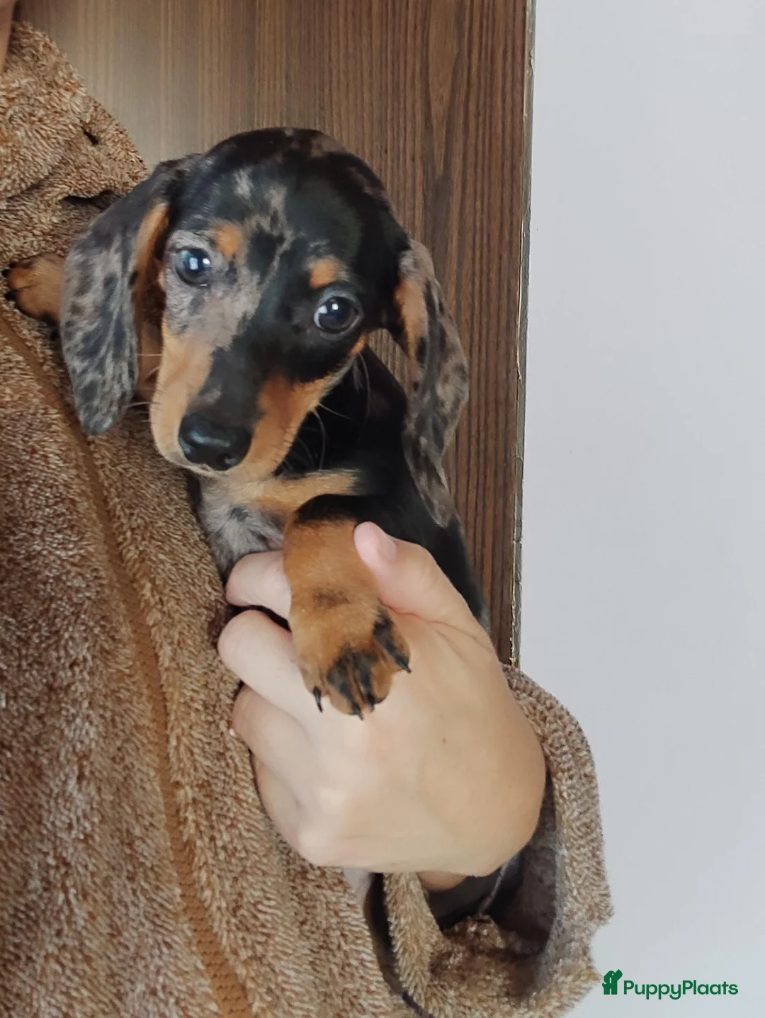 Dwergteckel honden te koop: Lieve kleine knuffelbeertjes, dwergteckel pups - Advertentie 2