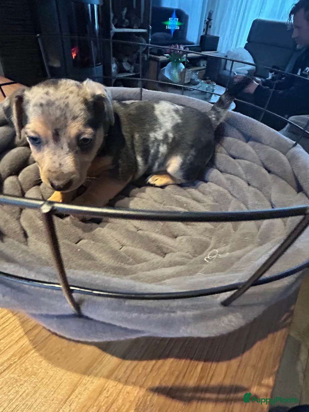 Jack Russel Terriër honden te koop: 4 mooie Jack Russell reutjes - Advertentie 3