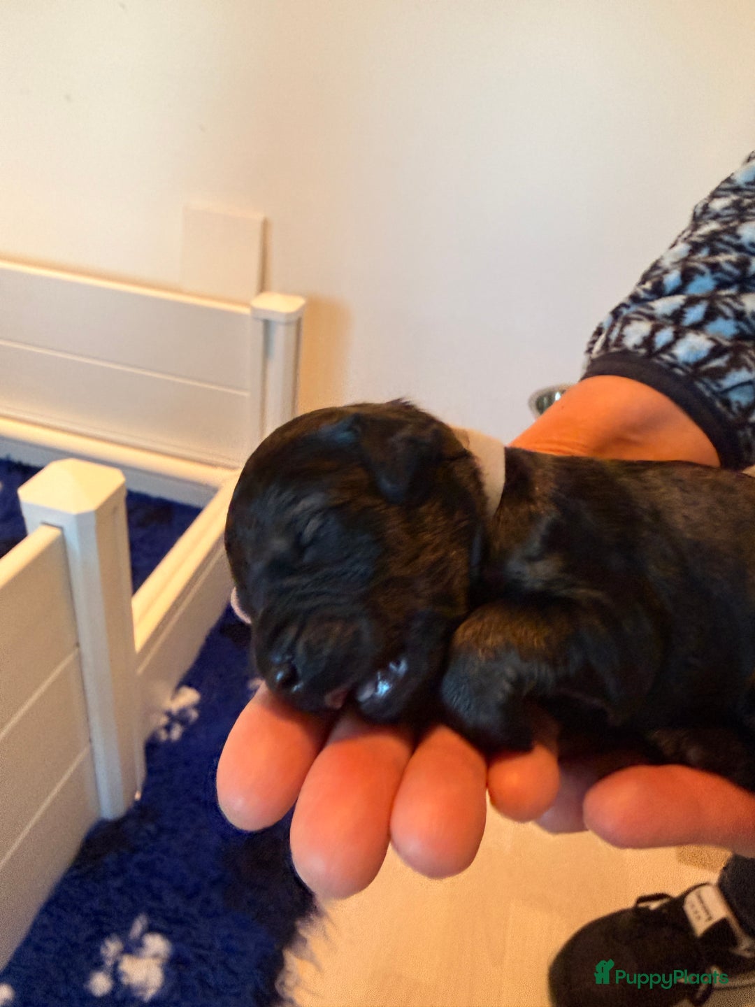 Kruising honden te koop: Goldendoodle/labradoodle  - Advertentie 37