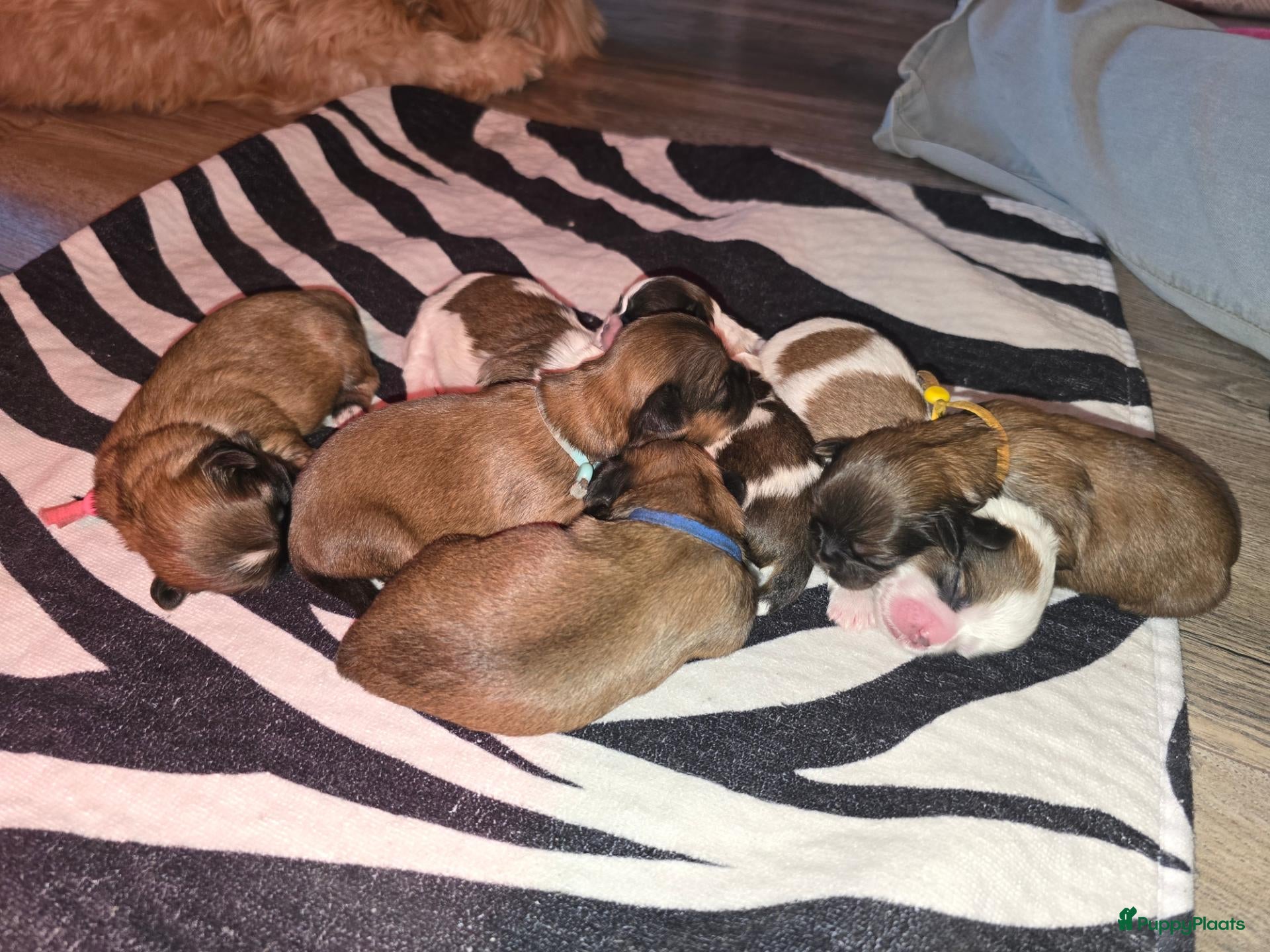 Kruising honden 1 weekje oud, Boomer Pups 💙❤️(Shih-Tzu x Boomer) - Advertentie 8