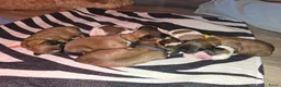 Kruising honden te koop: Boomer pups 💙❤️(Shih-Tzu x Boomer) - Advertentie 8