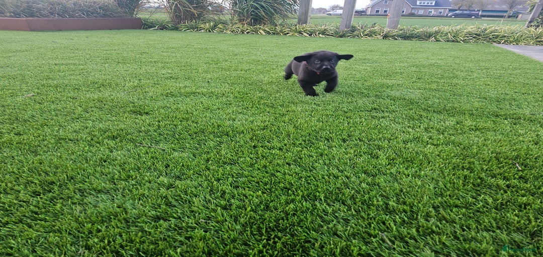 Galerij afbeelding {{count}}