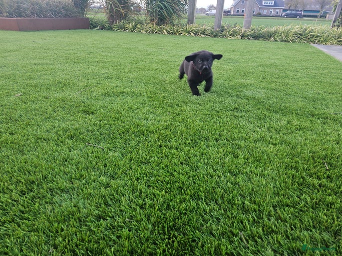 Galerij afbeelding {{count}}