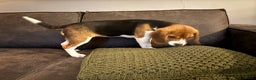 Beagle honden te koop: Beagle pup teef  - Advertentie 7
