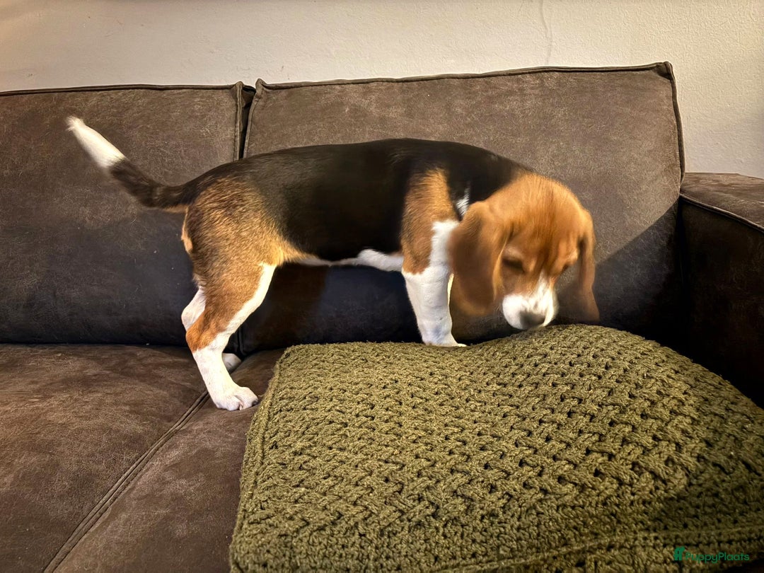 Beagle honden te koop: Beagle pup teef  - Advertentie 7