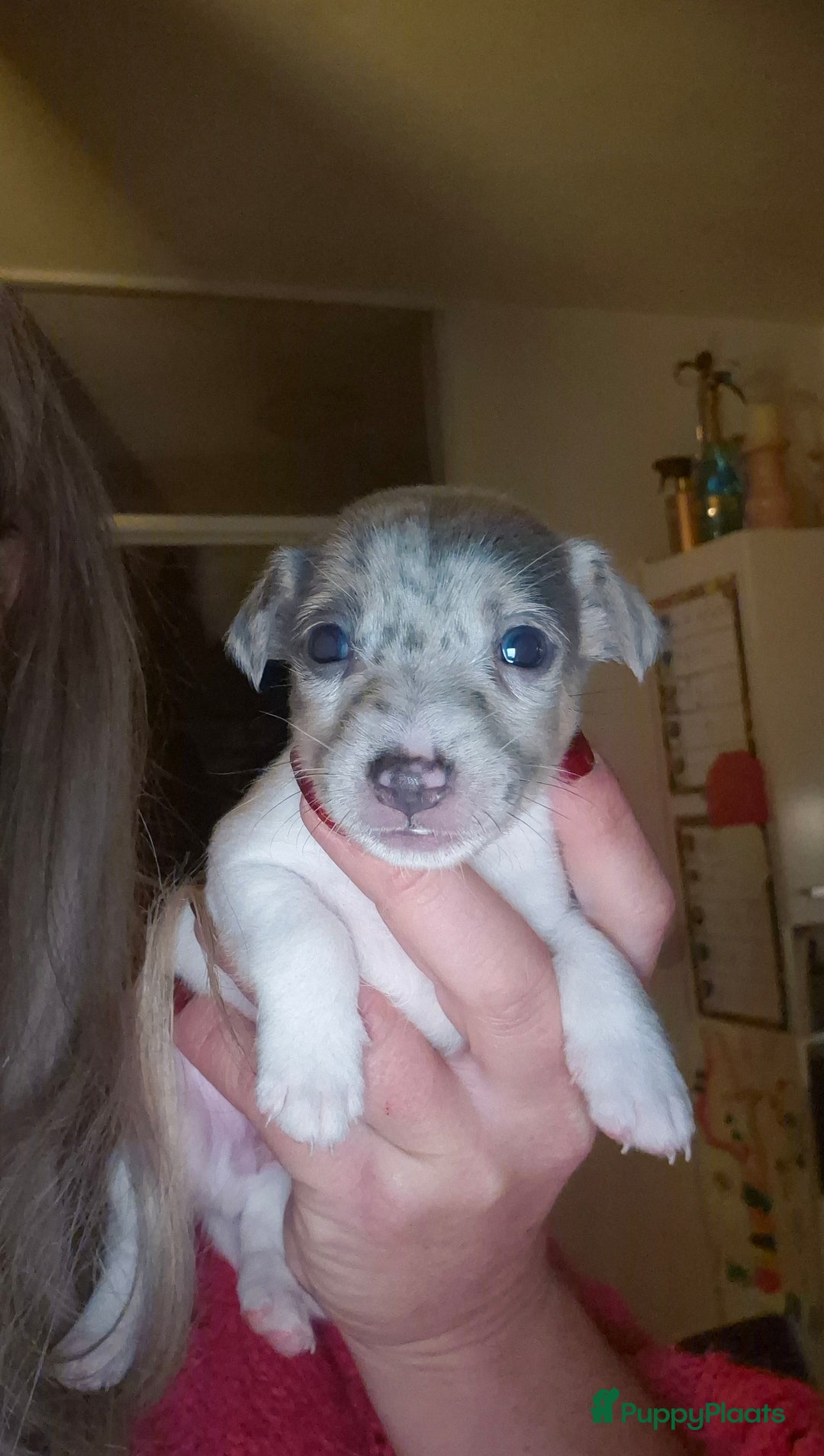 Jack Russel Terriër honden te koop: Super mooie jackrussel pups mogen met kerst mee  - Advertentie 3