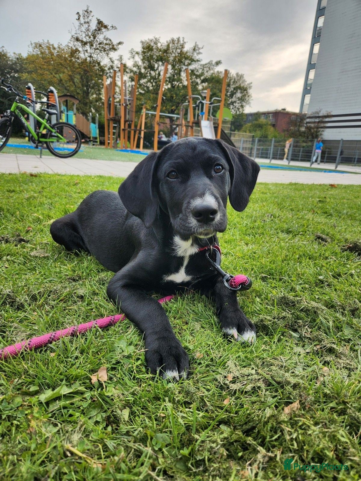 Kruising honden Lieve Golden retriever x Dalmatiër pup 5 mnd  - Advertentie 1