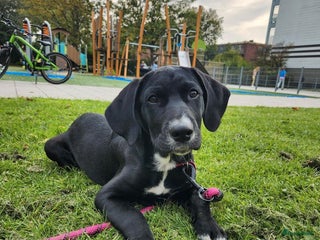 Kruising honden Lieve sociale Goldmation pup van 5 maanden - Advertentie 3