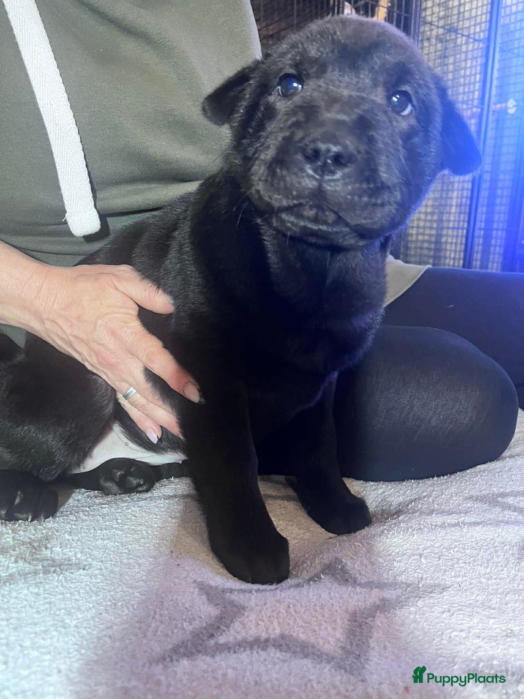 Shar Pei honden te koop: Sharpei - Advertentie 9