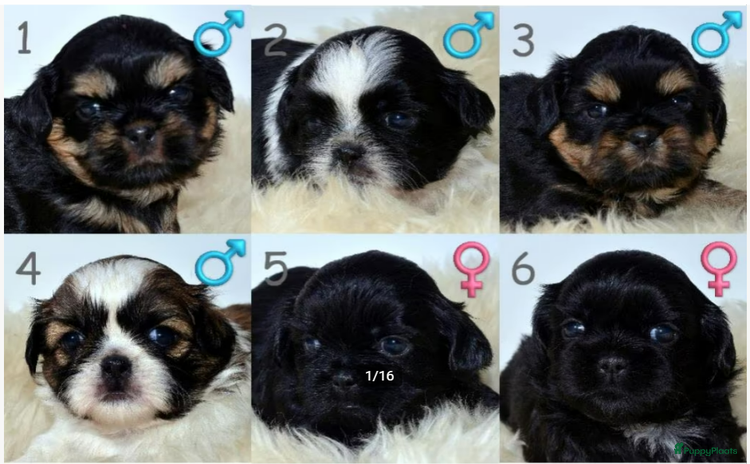 Shih Tzu honden - Advertentie 2
