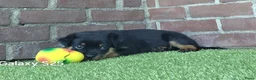 Rottweiler honden te koop: 8 Rottweiler pups. - Advertentie 3
