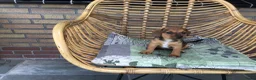 Jack Russel Terriër honden te koop: Mooie lieve Jack Russel puppy’s  - Advertentie 8