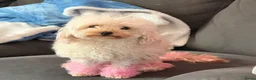 Poedel Toy honden te koop: wij mogen verhuizen nog 2 mooie teacup/toy poedels in Zwolle - Advertentie 8