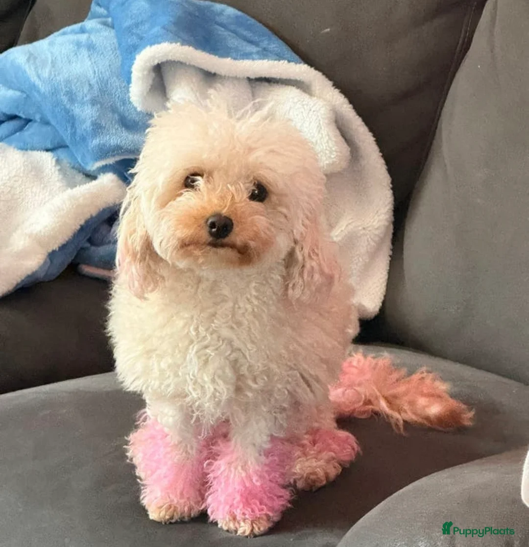 Poedel Toy honden te koop: wij mogen verhuizen nog 2 mooie teacup/toy poedels in Zwolle - Advertentie 8