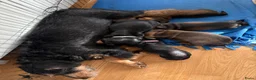 Kruising honden te koop: Teckel pups  - Advertentie 2