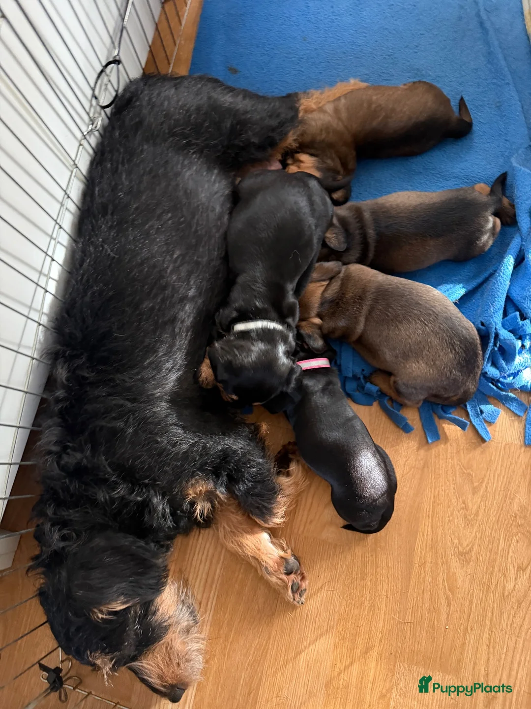 Kruising honden te koop: Teckel pups  - Advertentie 2