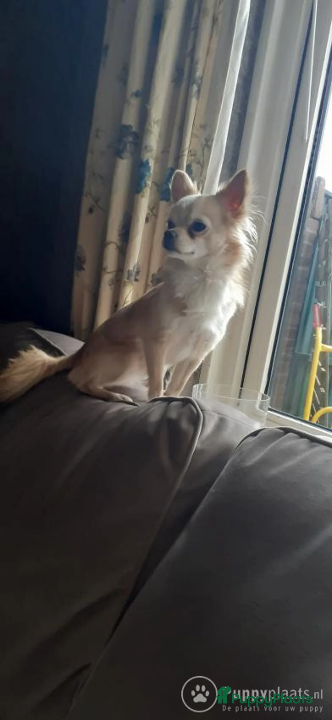 Chihuahua honden ter dekking: Super mooie dekreu chiuahua in Bunschoten-Spakenburg - Advertentie 3