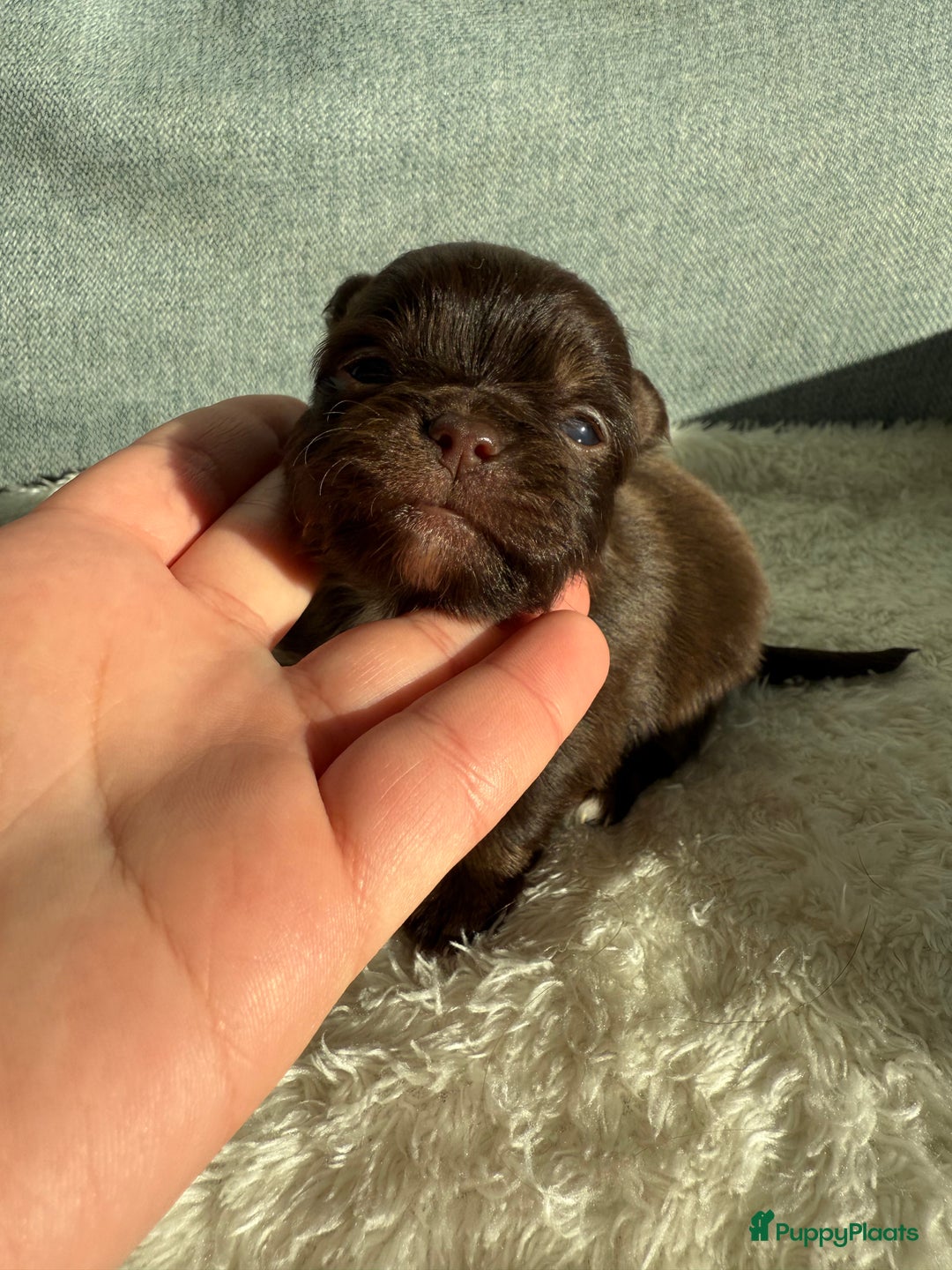 Chihuahua honden te koop: Chihuahuas pups - Advertentie 40