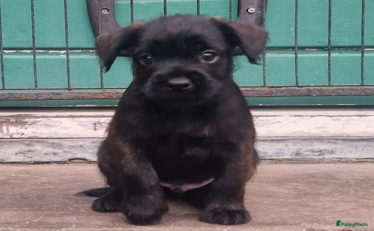 Kruising honden Prachtige dwerg poedel kruising pups - Advertentie 2